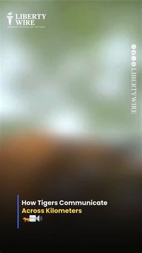 Liberty Wire on Instagram: "How Tigers Communicate Across Kilometers 🐅🌫️🔊 This rare footage shows the powerful “Moan” or “Aum” call of a tiger — a special long-distance communication sound. 🐅🎵 Tigers produce this deep call using diaphragm pressure, creating low-frequency vibrations that can travel several kilometers through forests. 🌲🌫️ The purpose isn’t aggression — it’s territory communication, locating mates, and letting other tigers know who’s around. 🌍👀 A fascinating look into how