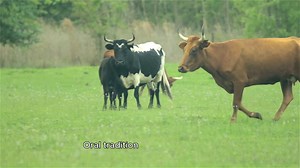 2.5K views · 37 reactions | Did you know Florida cattle originate from Spain?   Discover the roots of Flossy Bell's heritage on The Great Florida Cattle Drive: Unbroken Circles on Discover Florida Channel! #TheGreatFloridaCattleDrive #UnbrokenCircles #DiscoverFloridaChannel | Discover Florida Channel | Facebook
