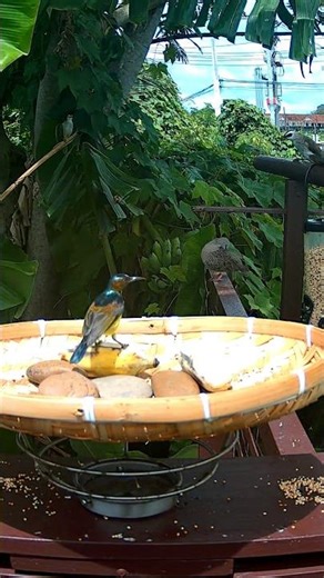 Koel bird sounds ! Sunbird ! Dove ! Bulbul #backyard