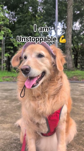 Dog thinks she's UNSTOPPABLE 😮 #dog #dogs #dogshorts #shorts #goldenretriever #cutedog #funnydog