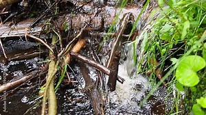 A beaver dam erected by beavers on a river or stream to protect against predators and to facilitate foraging during the winter. The dam materials are wood, branches, leaves, grass, silt, mud, stones.