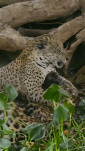 🐆 A fight between two wild jaguars 🐆 #bigcat