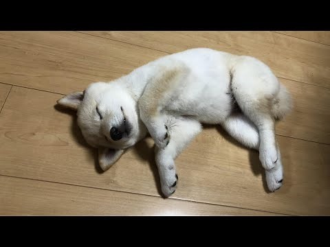 家族に迎えた子犬の柴犬が心を開くまでの幸せ動画【総集編2】