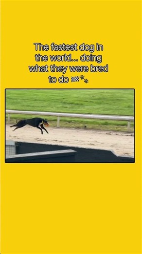 A greyhound in full flight 🏁 Speed, focus and incredible athletic ability. 🐾 #dogs #dogshorts #dog