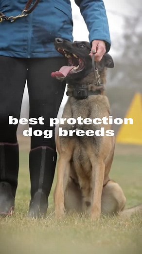 I have no idea what sound I picked since my volume is at 0 lol #dog #dogcommunity #protectiondog #k9 #germanshepherd #malinois #rottweiler #doberman #dutchherder #bullterrier