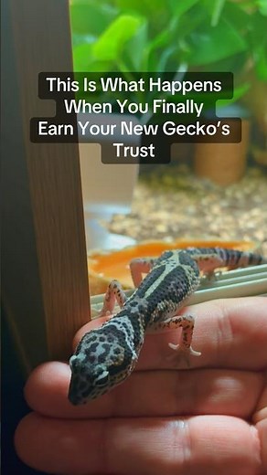 How to Build Trust With Your Leopard Gecko 🦎 #leopardgecko #reptilecare #petgecko #reptilekeeper