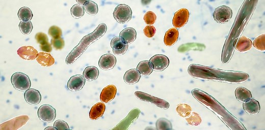 Which microbes live in your gut? A microbiologist tries at-home test kits to see what they reveal about the microbiome