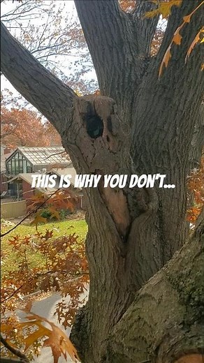 Is there a proper way to prune trees? Absolutely & this isn't it! #arborist #tree #service