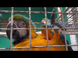 (TOUR!!) Macaw Breeding Facility | Asuero Aviary