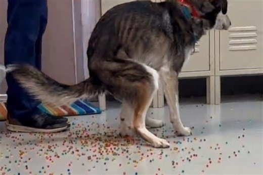 Dog poops ‘rainbow’ after mistaking Orbeez beads for treats