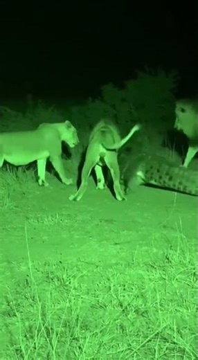 LIONS vs. CROCODILE: Brutal Night Battle! 🌑💀