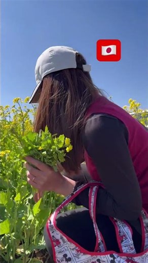 I'm harvesting beautiful Japanese flowering cabbage at Sajo's for free! 🇯🇵🙏