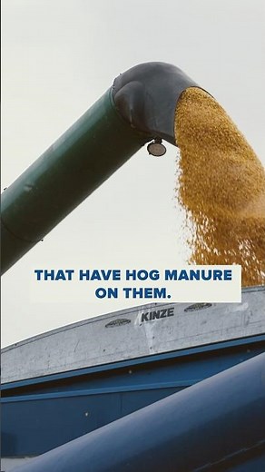 Using PIG Manure to Grow CORN 🌽