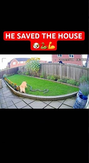 Brave Dog Chases Snake Away From Garden — Caught on CCTV 🐕🐍💪