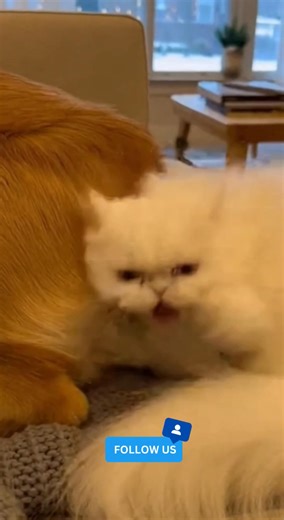 🤣 The dog let out a tiny fart and the cat’s drama instantly began! Slaps, reactions — the whole thing turned into pure comedy! 😂🐾 . . #FunnyPets #CatVsDog #PetComedy #FartMoment #CuteAnimals #ViralShorts | paws & Claws