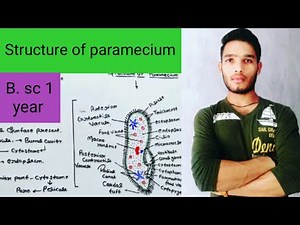 Structure of paramecium
