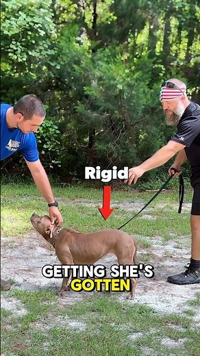 Insecure Dog Body Language Assessment #dogs