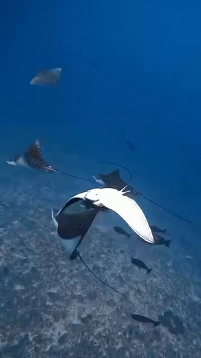 https://upteeus.shop/scuba-diving-is-my-valentine-funny-scuba-diving-t-shirt Scuba Diving Lovers @topfans | Scuba Diving Lovers