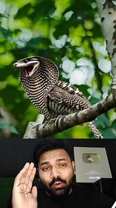 656K views · 15K reactions | Snake bird in thailand #bird #snake | Hayat Malik | Facebook