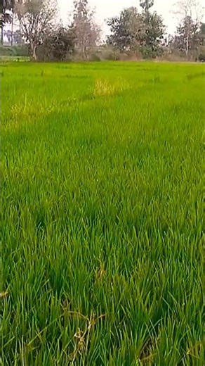 I will make the surrounding green🌾🌾🌾🌾 #farmer #shorts #agriculture