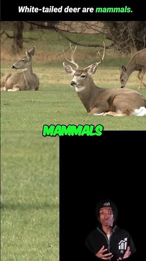 Master Vertebrate Groups with Local Species #shorts