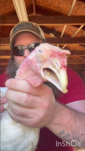 How to raise turkeys #homesteading #raisingturkeys #raisingchickens #farmlife #turkey #meatbird