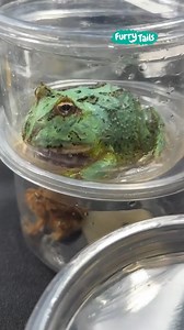 A reptile fan's dream shopping destination 🦎😍 | Furry Tails