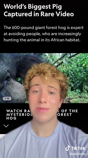 Discover the Giants of the Forest - Meet the Largest Pig in the World!