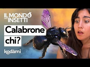 Don't Call Her a Bumblebee! Who Is the Carpenter Bee, the Black Pollinator That Lives Alone
