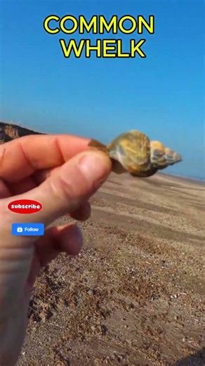 Nice Whelk Shell Found on Yorkshire Coast North Sea Beachcombing!