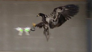 Eagles vs Drones: The birds who grab drones from the sky