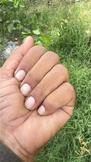 The image shows the fruit capsules of Nicotiana glauca, commonly known as tree tobacco