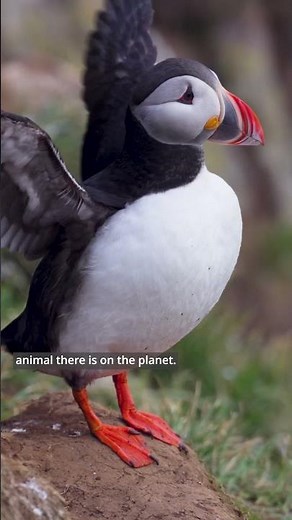 Photographing Puffins in the Arctic