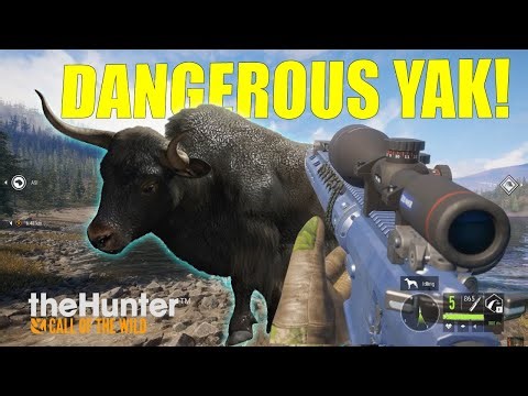 Legendary Wild Yak Hunt | Most Dangerous Yak in COTW