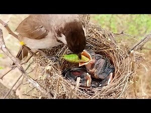 Baby bird forcefully pushes eggs out of the nest