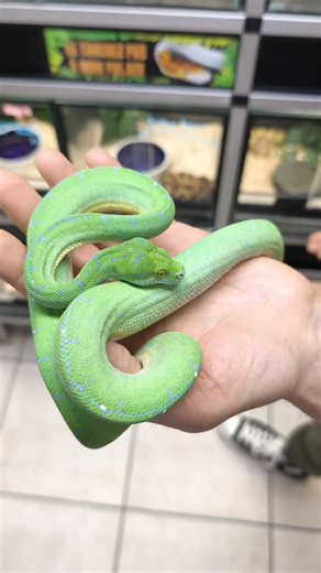 🧬 Morelia azurea Pulcher (Misool – Ouest)🐍 Le Morelia azurea Pulcher, anciennement classé parmi les Morelia viridis, est un python arboricole emblématique de Nouvelle-Guinée. La localité de Misool ( à l'ouest) est particulièrement recherchée pour la richesse de ses contrastes et l’intensité de ses teintes, souvent dominées par des verts profonds ponctués de reflets bleu-turquoise plus ou moins marqués selon les individus et leur maturité😉 Ce mâle né fin juin 2024 illustre parfaitement les car