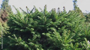 The needles of a decorative Christmas tree sway in the wind. Brown branches peek through the green spruce needles. A slight wind shakes the leaves of the Christmas tree.
