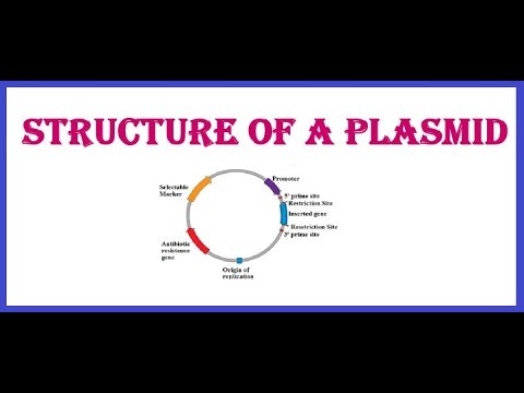 Structure of a Plasmid
