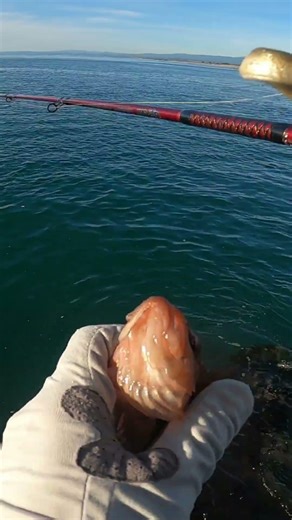 get outta here!! #bassfishing #fishingadventure #fishing #carpfishing #carp #sportfishing