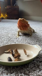 1.5M views · 9.4K reactions | Snack time is for roaches! 荒 Meanwhile,...