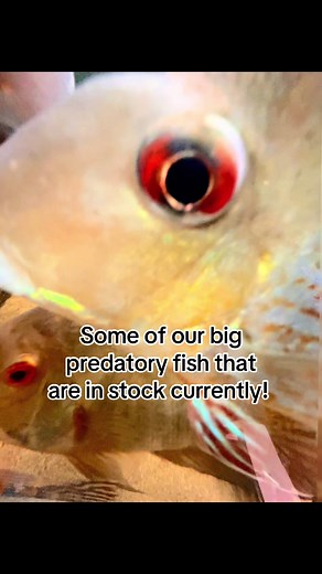 Big Predatory Fish Available for Aquarium Enthusiasts