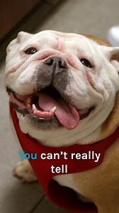 Bulldog’s hidden tail causes painful infection 🐶⚠️ | Bondi Vet