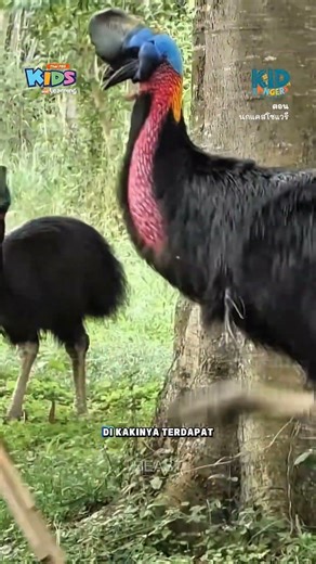 The bird with the most dangerous kick in the world‼️#informative