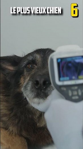 13 INFOS INSOLITES SUR LES CHIENS !