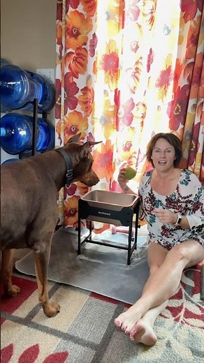 Joint-Friendly Hydration! Raised Stainless Steel Dog Water Bowl Review