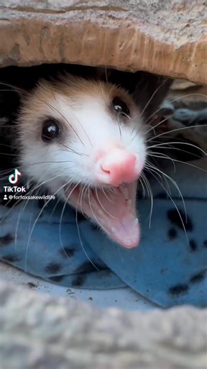 8.7K views · 417 reactions | Opossums don’t actually scream, but they open their mouths wide when they’re scared (like when a rehabber is checking on them). The fun part is that you can imagine them singing just about anything. | For Fox Sake Wildlife Rescue | Facebook