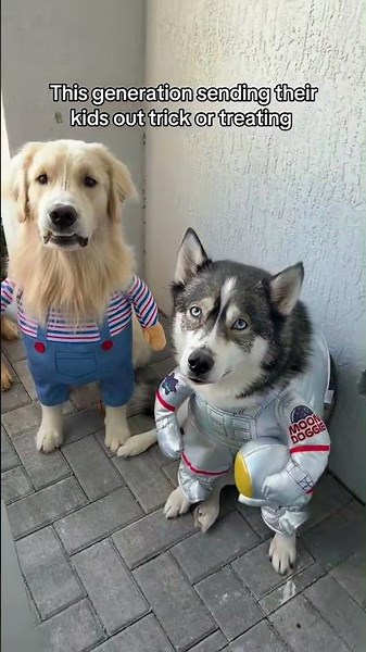 If they came to my door I’m giving them everything I own 😂 #goldenretriever #germanshepherd #dogs
