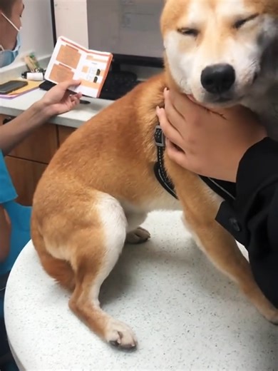 Are dogs afraid of injections too?#funnyvideos #pet #animals #dogs #funnydog #viral #fyp