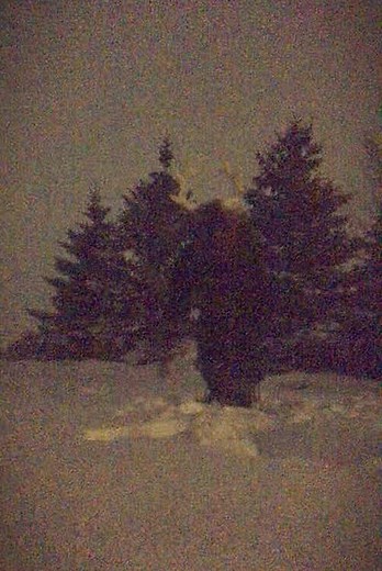 Discover Elk Vocalizations at Dusk