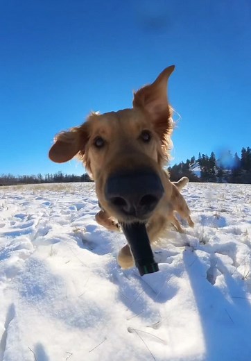 Cuteness Overload: Adorable Dog Videos to Brighten Your Day